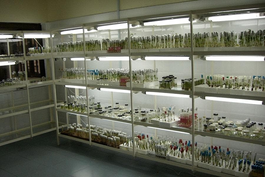 Plant tissue culture in Agriculture lab