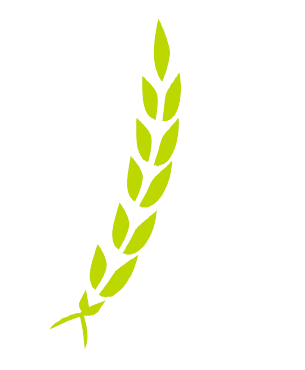 Laurel Wreath Symbol - Honor and Academic Achievement at Haridwar University