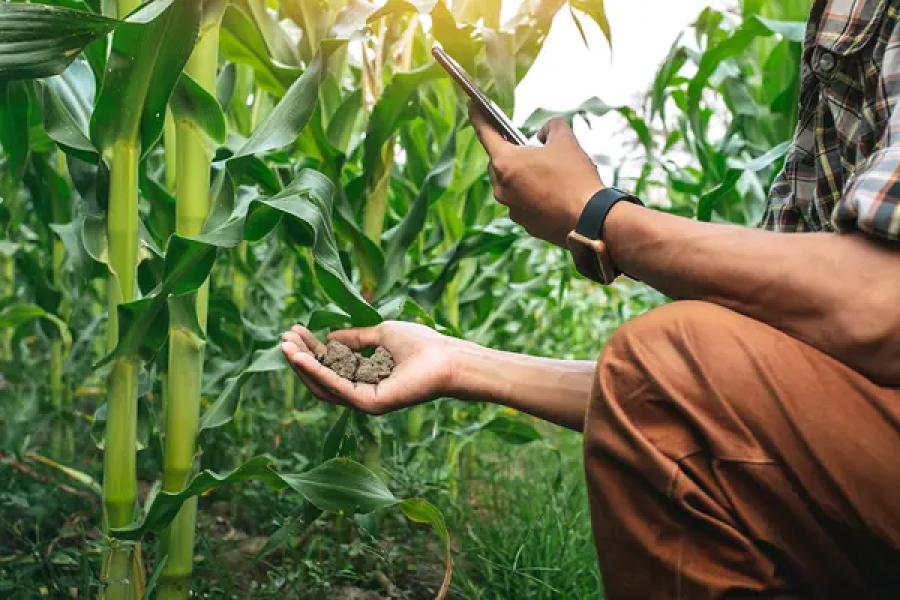 Msc Ag Agronomy